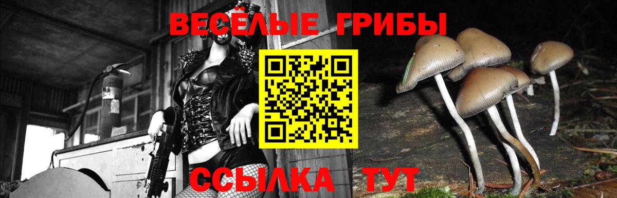 купить закладку  Вход с VPN  Бердск  Галлюциногенные грибы Magic Shrooms 